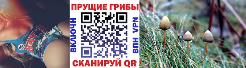 купить закладку  Никольское  Галлюциногенные грибы Psilocybine cubensis 